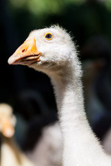 Close-up of the head of white goose on a farm at sunny day