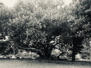 Black and White Tree