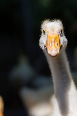 Close-up of the head of white goose on a farm at sunny day