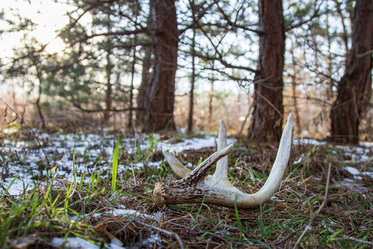 found  whitetail shed through under pine trees 