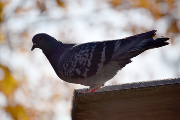 Silhouette of a pigeon on the roof on an autumn day