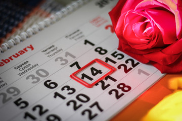 red rose lay on the calendar with the date of February 14 Valentine's day