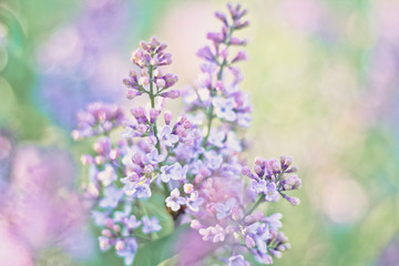 lilac / purple flowers on a background