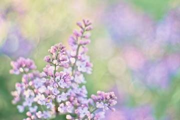 lilac / purple flowers in the garden