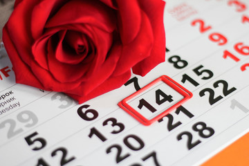 red rose lay on the calendar with the date of February 14 Valentine's day