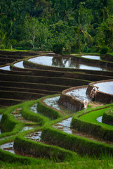 Rice Fields in the Village of Belimbing, Bali. Workers prepare the beautiful and dramatic rice terraces for the planting of new rice seedlings. These rice fields can be planted three times per year.