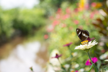 Flower butterfly in the garden