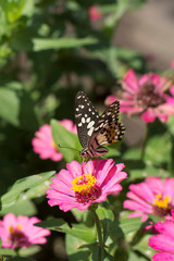 Fototapeta na wymiar Flower butterfly in the garden