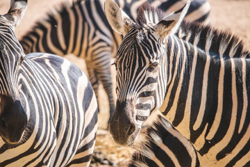 Fototapeta na wymiar group of zebras desert 