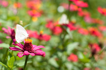 Flower butterfly in the garden