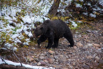 Roaming Grizzly 
