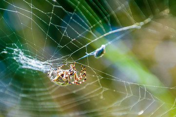 Orb-weaver spider Araneid caught a prey on his spiderweb and tangled it with web threads