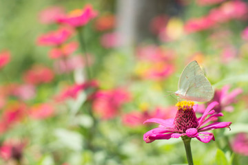 Flower butterfly in the garden