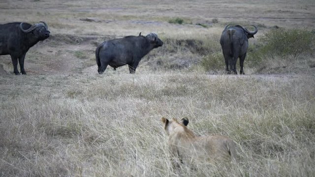 threee african buffalo watch a lioness stalking them at masai mara national reserve in kenya, africa