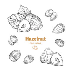 Hazelnuts vector hand-drawn illustration
