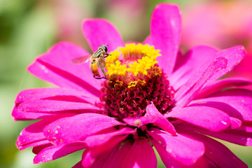 Flower butterfly in the garden