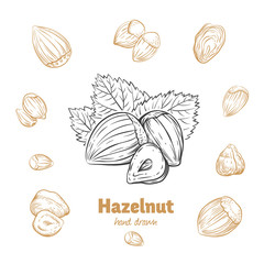 Hazelnuts vector hand-drawn illustration