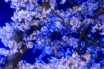 夜桜