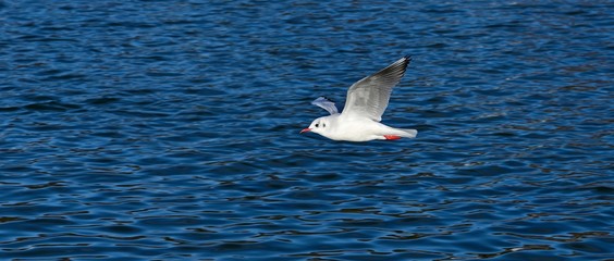 優雅に飛ぶカモメの飛翔シーン