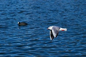 優雅に飛ぶカモメの飛翔シーン