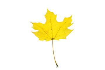 close up on yellow autumn leaf texture isolated on white background