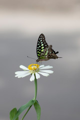 Flower butterfly in the garden