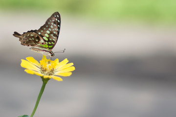 Flower butterfly in the garden