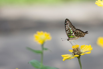Flower butterfly in the garden