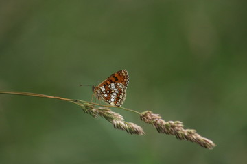 papillon