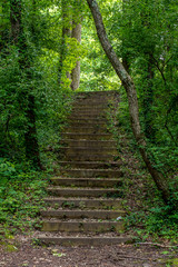 path in forest