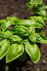 Fresh Basil growing in the garden.