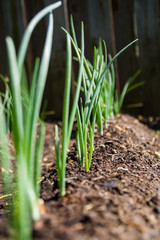Red onions growing in backyard garden.