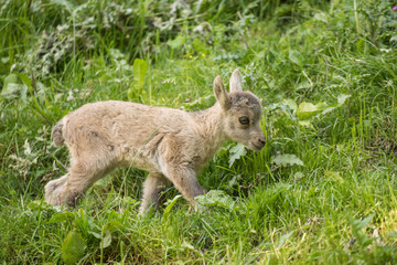 cucciolo di stambecco