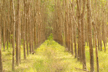 row of tree in morning light