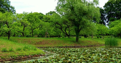 新緑　スイレン池　癒し　茨城