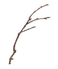 Tree branch isolated on white. Watercolor art