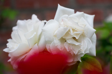 Flores de campo 3
