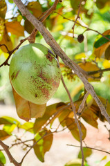 Caimito Maduraverde On Tree