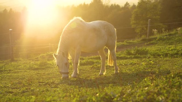 SLOW MOTION, LENS FLARE: Warm summer sunset illuminates the pregnant young white mare grazing on a calm ranch in Slovenia. Beautiful shot of an adorable horse pasturing in the idyllic countryside.