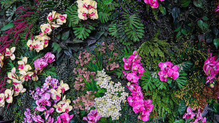 Orchid flower background