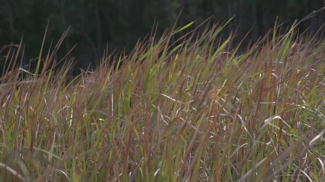 Grass in the wind