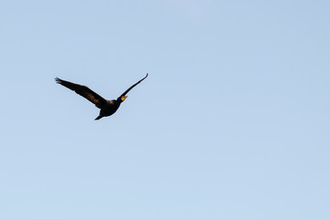 Double-crested Cormorant cruising overhead
