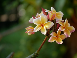 Plumeria, Frangipani, Temple tree are flowers  popular in Thailand. Multi color flower , bokeh background.