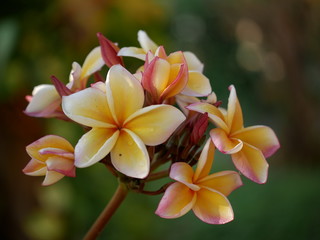 Plumeria, Frangipani, Temple tree are flowers  popular in Thailand. Multi color flower , bokeh background.