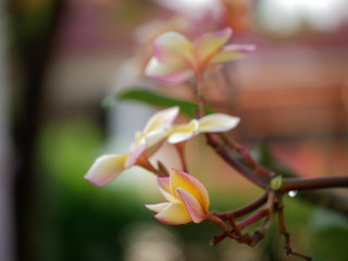 Plumeria, Frangipani, Temple tree are flowers  popular in Thailand. Multi color flower , bokeh background.