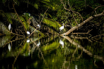 Several white birds on the branches. Reflections in the water.