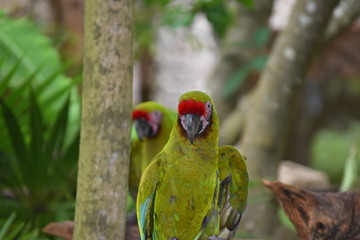 Loro