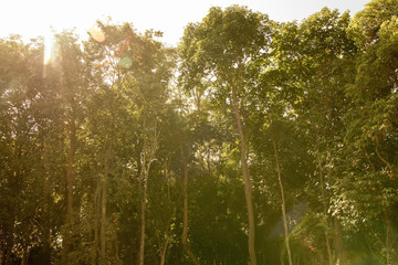 Tropical Forest in Laos