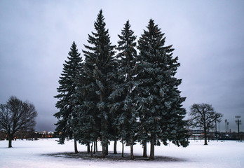 trees in winter