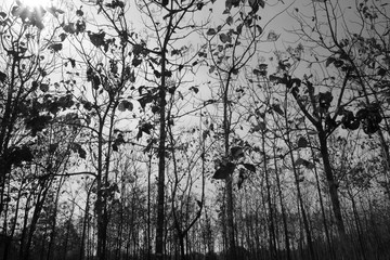 Black and white photography of forest